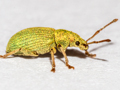 Phyllobius virideaeris